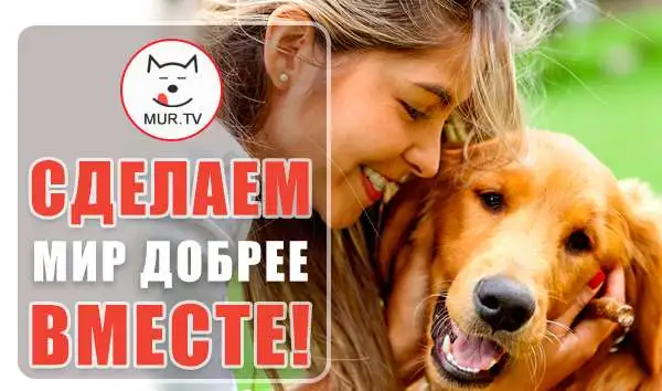 Питомцам помощь, информационная поддержка, фотография 1