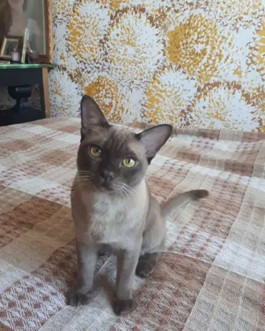 Бурманский кот. Вязка., фотография 2