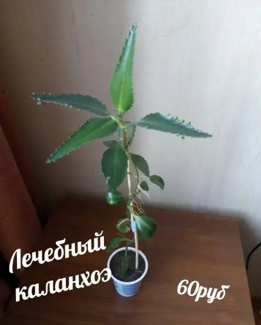 Каланхоэ лечебный, фотография 2