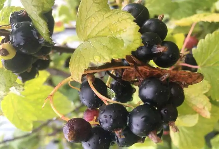 Продам ягоду-чёрную смородину, фотография 1