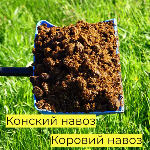 Конский навоз. Коровий навоз. Доставка, фотография 1