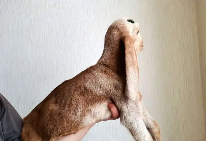 Козлик камори 50%, фотография 3
