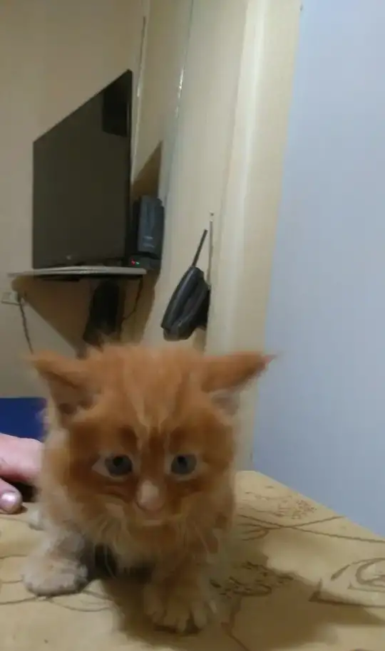 Котята мейн-кун, фотография 4