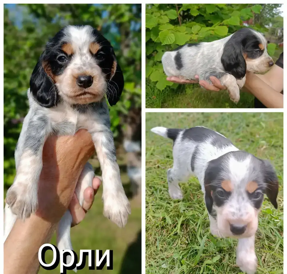 Щенки РОС, фотография 6