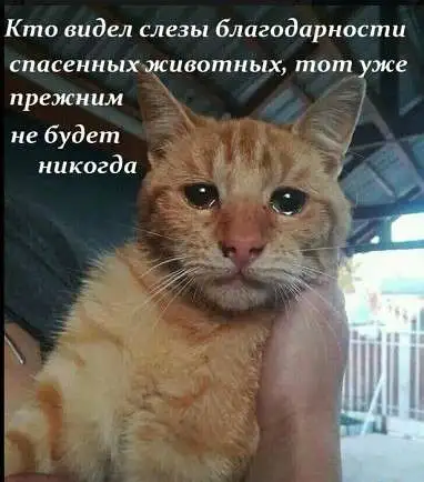 Ветврач в Прокудке-Чик, фотография 3