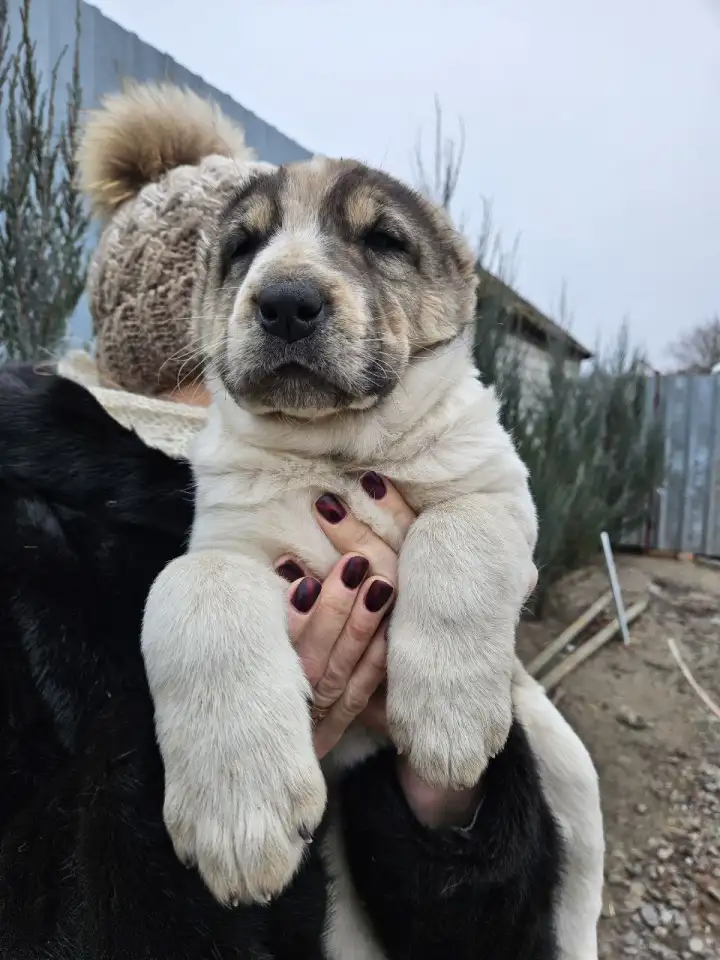 Щенки Алабай, фотография 10