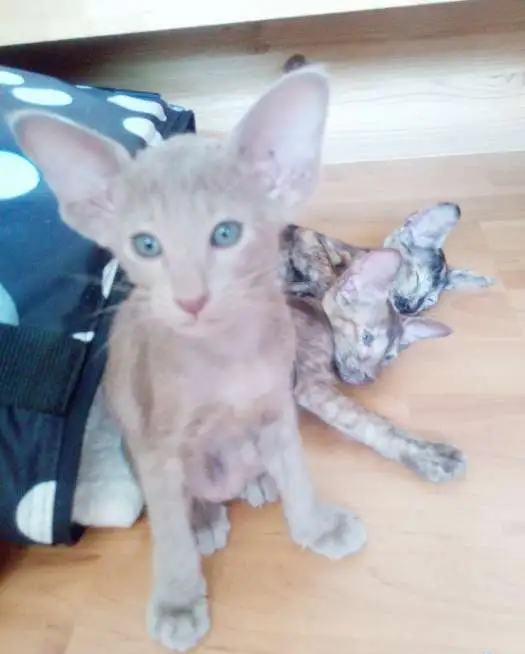Ориентальные котята, фотография 6
