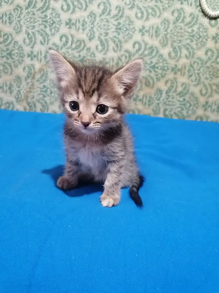 Отдам котят в добрые руки, фотография 2
