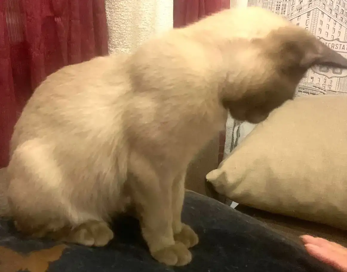 Бурманский котенок, фотография 3