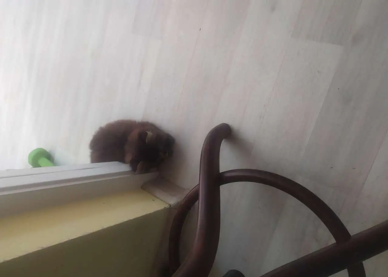 Котёнок сибирский, фотография 9