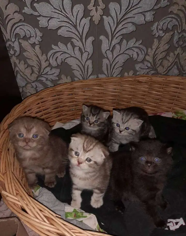 Продам шотландских котят к лотку приучены кушают, фотография 7
