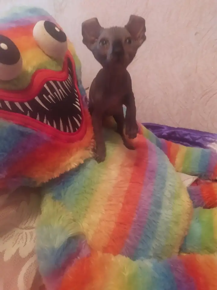 Кошечка породы Эльф, фотография 2