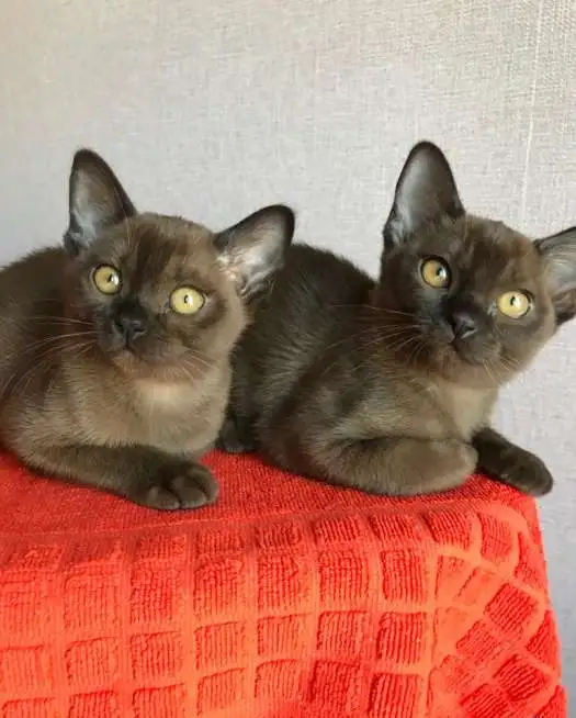 Продам Бурманские котята, фотография 1