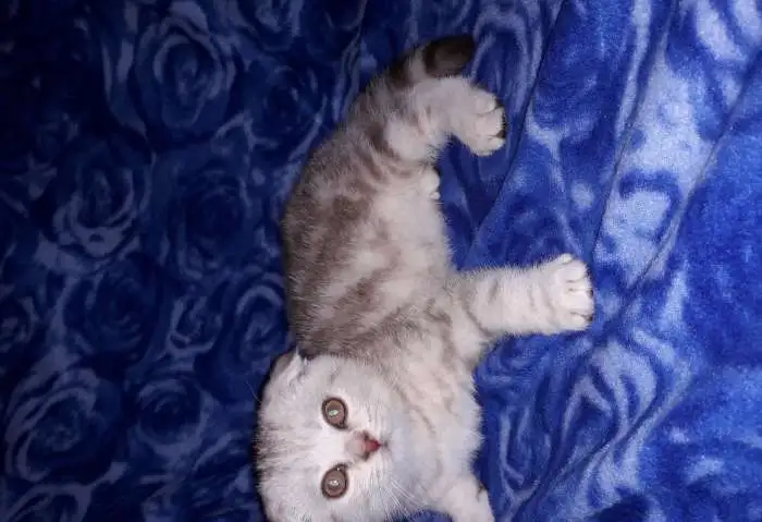 Шотландские котята из питомника, фотография 3