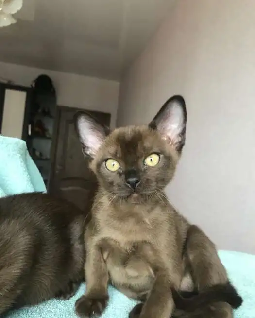 Продам Бурманские котята, фотография 2