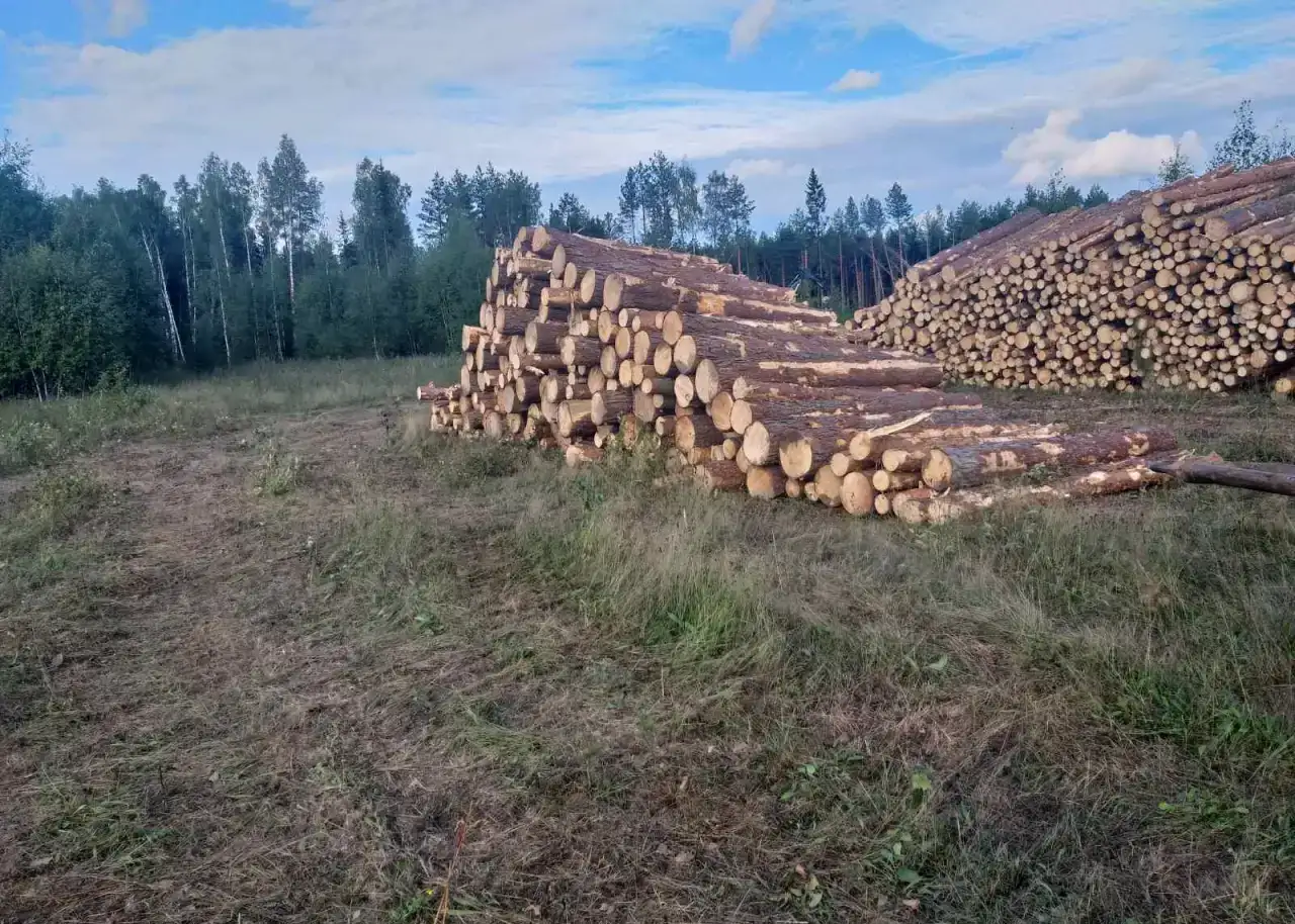 Лес кругляк Хвойный Сосна Ель Пиловочник Береза, фотография 2
