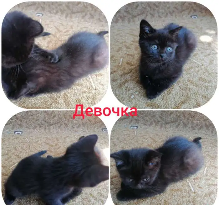 Шотландские котята, фотография 2