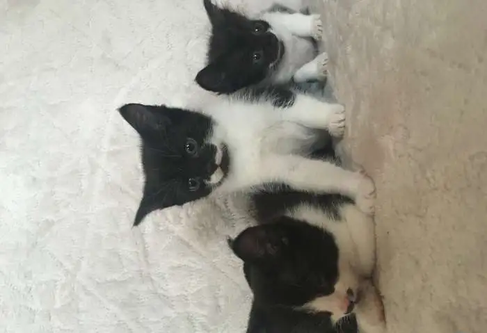 Котята в добрые руки, фотография 2