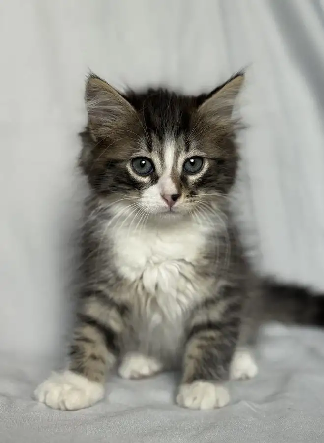 Котята ищут дом., фотография 1