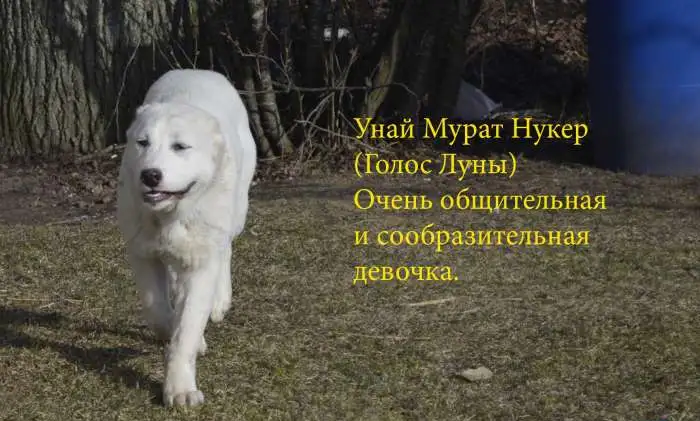 Продажа щенков среднеазиатской овчарки (алабай), фотография 6