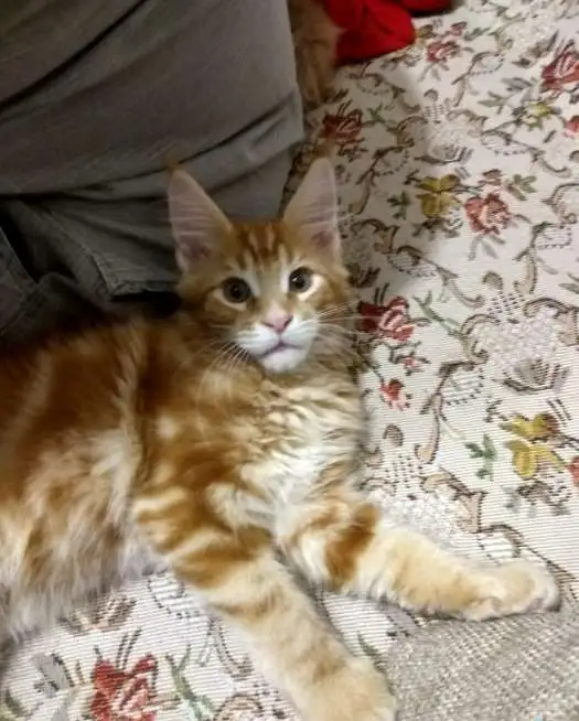Котята породы Мейн Кун, фотография 6