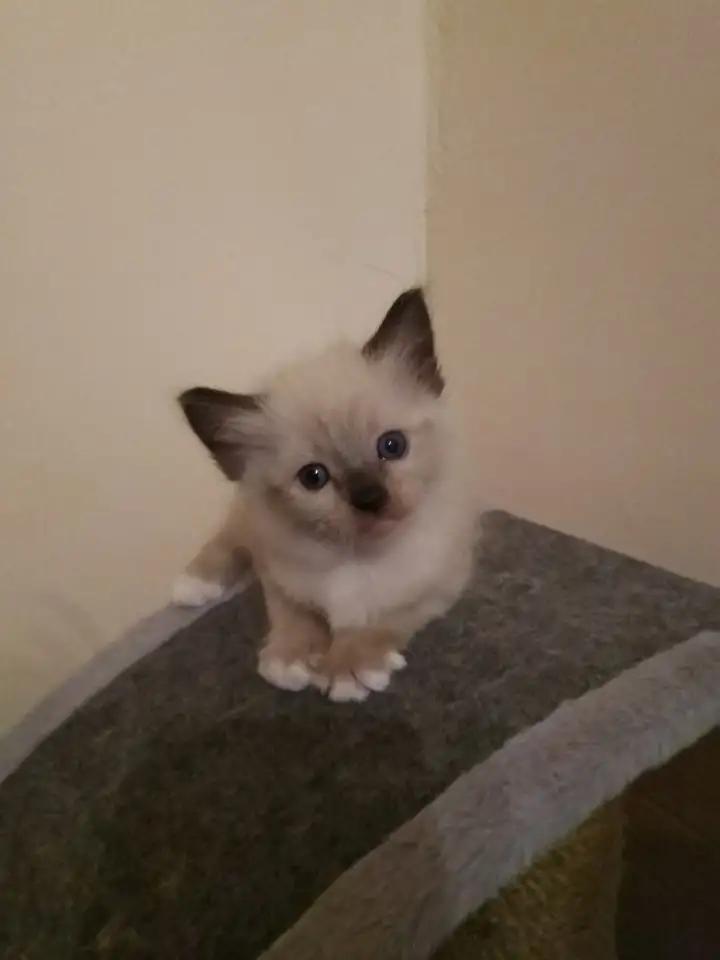Продам котят породы РЭГДОЛЛ, фотография 3