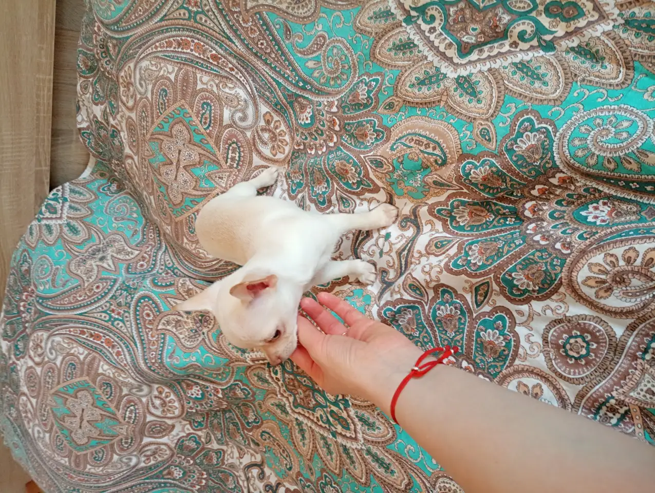 Щенки чихуахуа, фотография 8