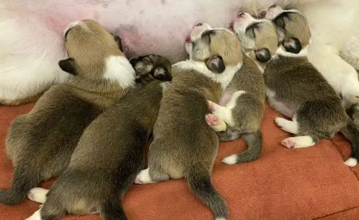 Щенки Вельш Корги Пемброк, фотография 1