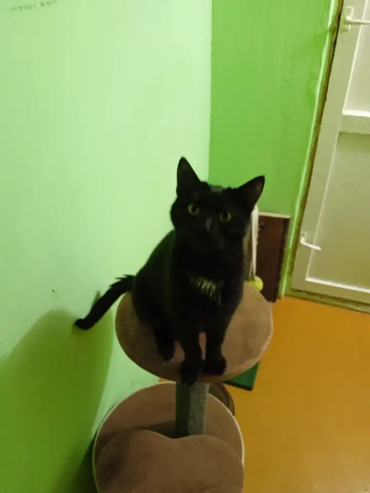 Отдам молодого кота, фотография 1