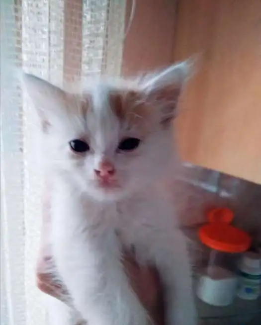 Котята в добрые руки, фотография 1