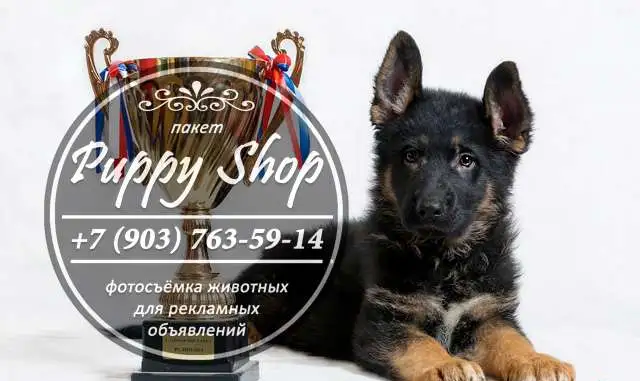 Фотограф для собак и кошек., фотография 1