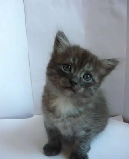 Котенок в добрые руки, фотография 1