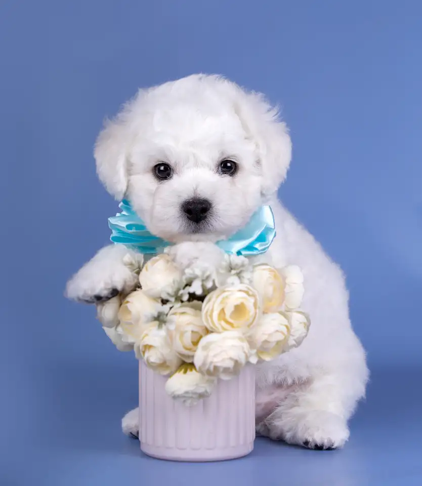 Щенок бишон Фризе мальчик SNOW WHITE LAMB, фотография 1