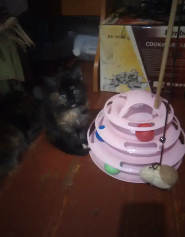 Котята мейн-кун, фотография 10