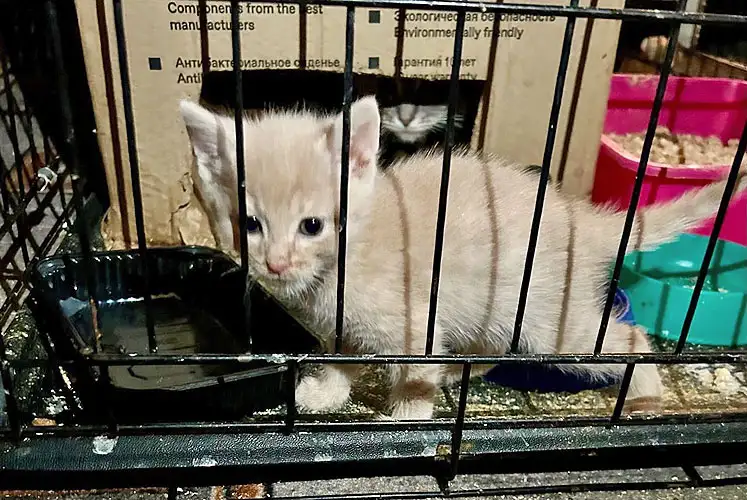 Совсем маленькие котята мальчики и девочки в добрые руки, фотография 7