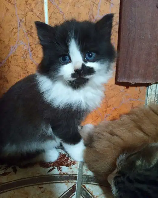 Котята в добрые руки!, фотография 1