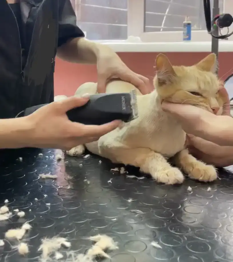 Стрижка собак и кошек, фотография 1