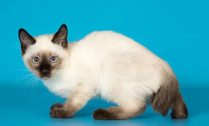 Котята самой маленькой породы той-боб, фотография 8