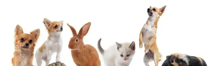 Выездной уход за домашними животными, фотография 3