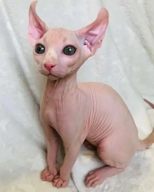 Котята эльфыб, фотография 3