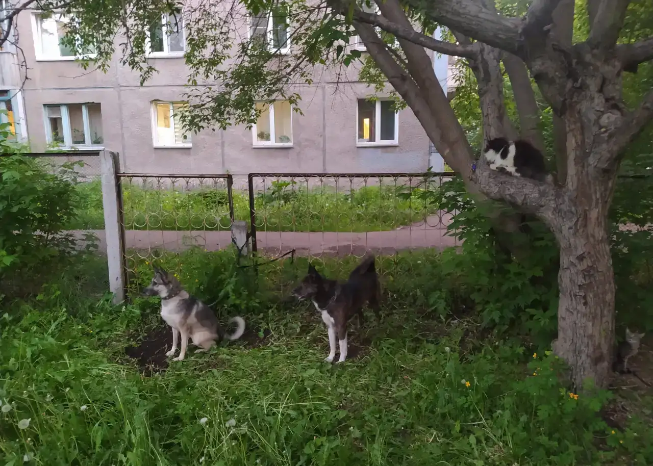 Собака помесь овчарки с лайкой в добрые руки, на охрану, фотография 6