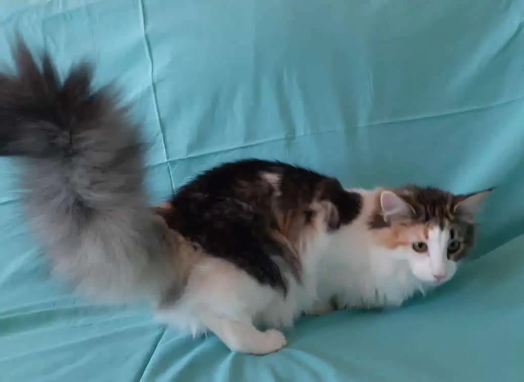 Норвежские лесные котята, фотография 5