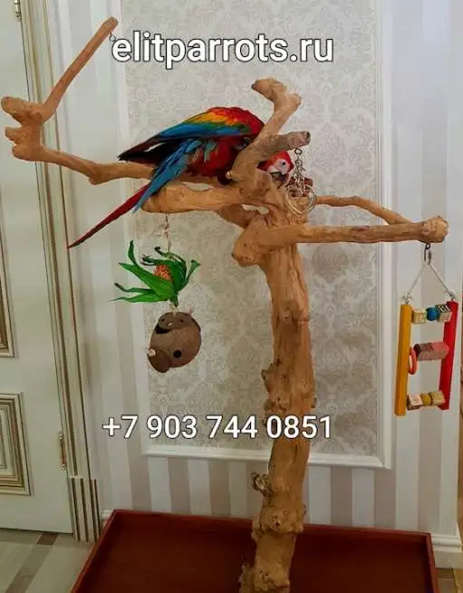 Клетки, насесты, корма,  витамины для попугаев из Европы, фотография 5