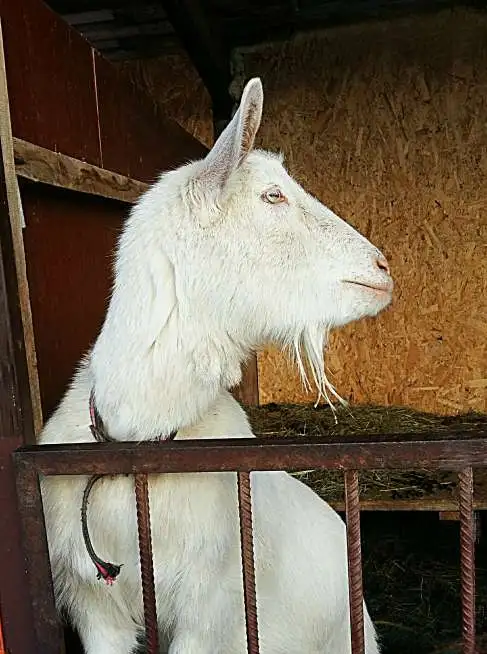 Молоденькие козочки., фотография 5