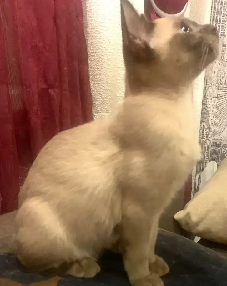 Бурманский котенок, фотография 2