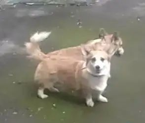 У нас появились щенки вельш корги пемброк, фотография 2