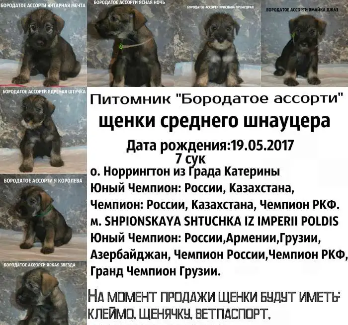 Щенки миттельшнауцера п-к бородатое ассорти, фотография 1