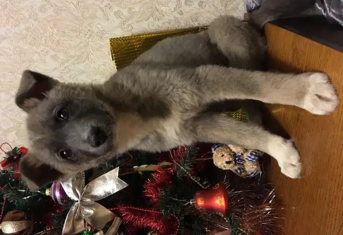 Щенок малышка Кимми в добрые руки, фотография 3