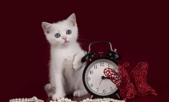 Продаи шотландского котенка, фотография 12