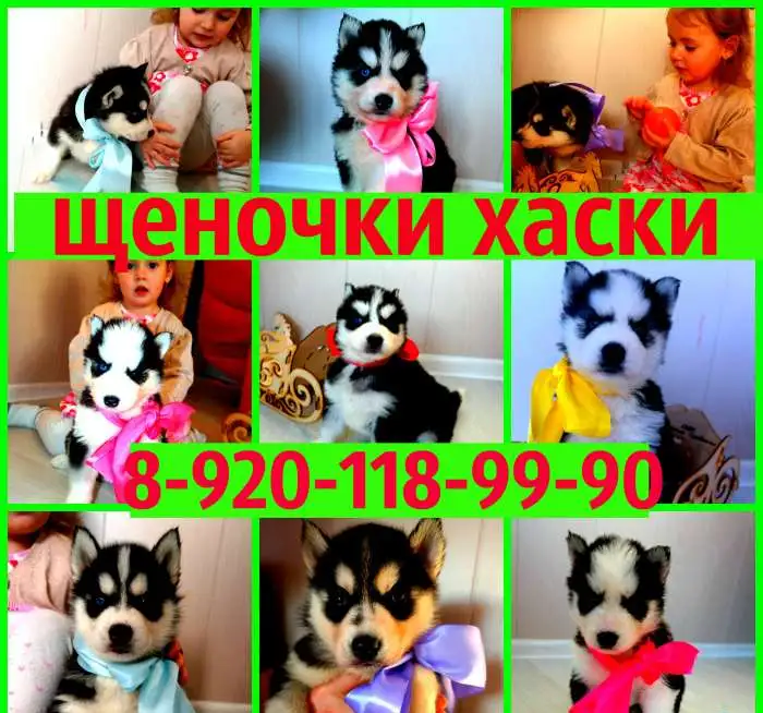 щеночки хаски черно-белые голубоглазые, фотография 1